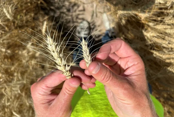 U.S. farmers are growing less wheat. New varieties could help revive the industry