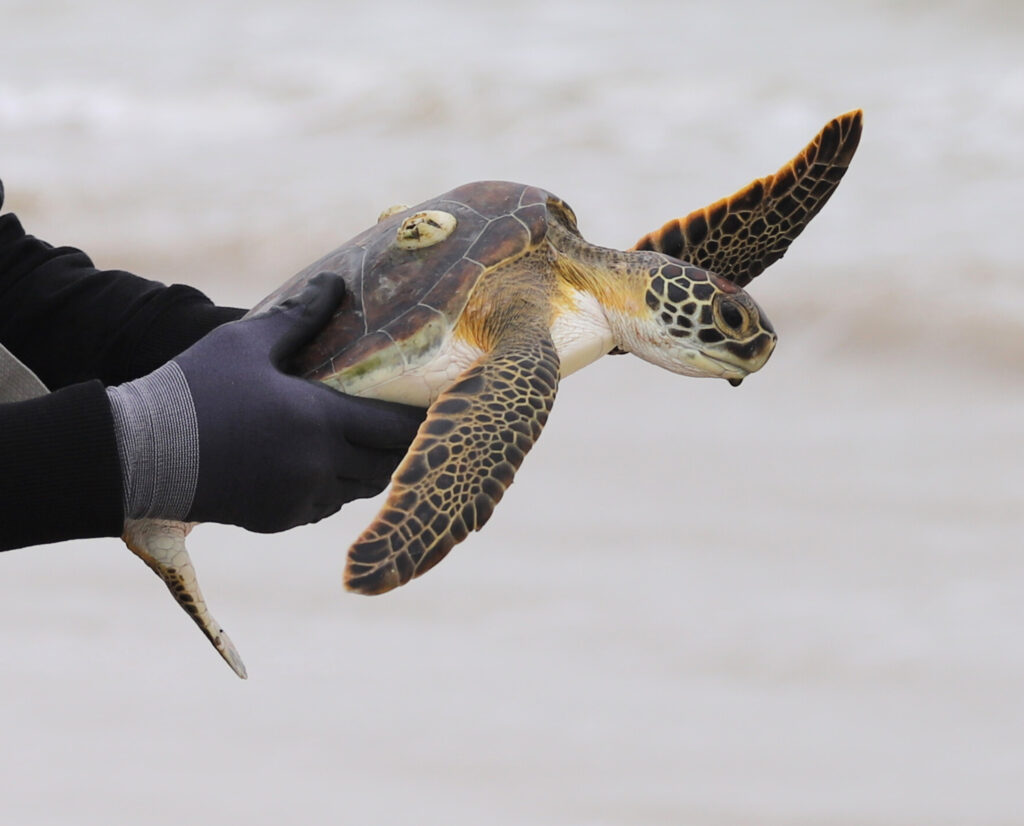 Texas State Aquarium prepares for sea turtle rescues ahead of winter storm