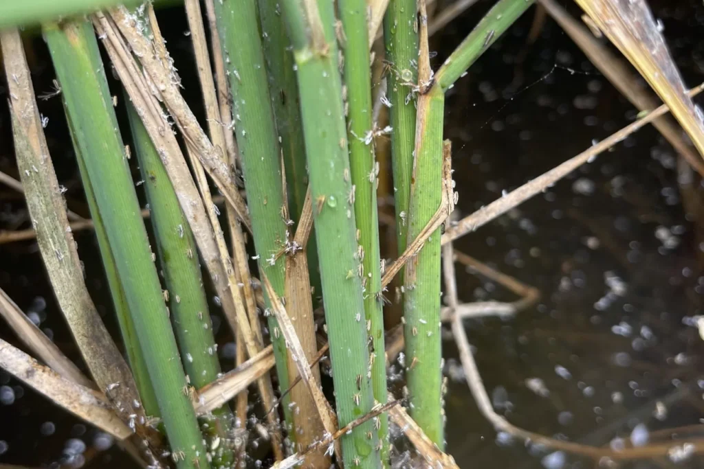 Tiny pests are destroying American rice fields. It’s another hit for farmers
