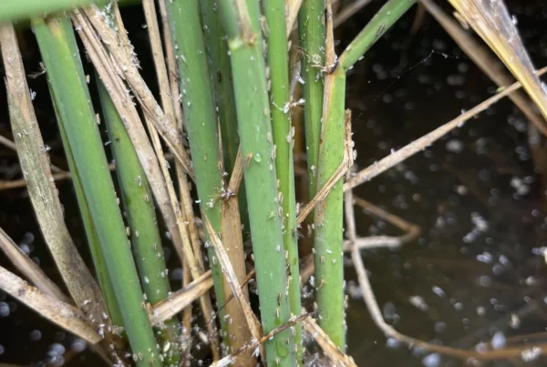 Tiny pests are destroying American rice fields. It’s another hit for farmers