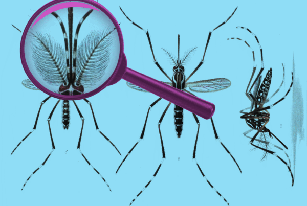 Can you tell the difference between a male and female insect? Depends on the type.