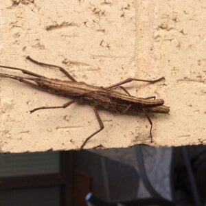 A close-up photo of a small brown walkingstick insect on the back of a larger one. They are perched on a light colored brick. The larger insect is the female.