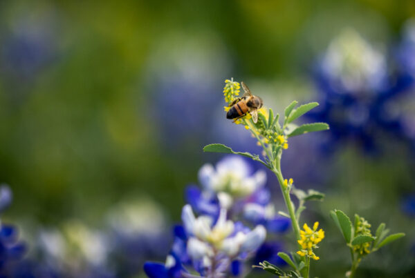 New app aims to make native gardening less intimidating to Texans