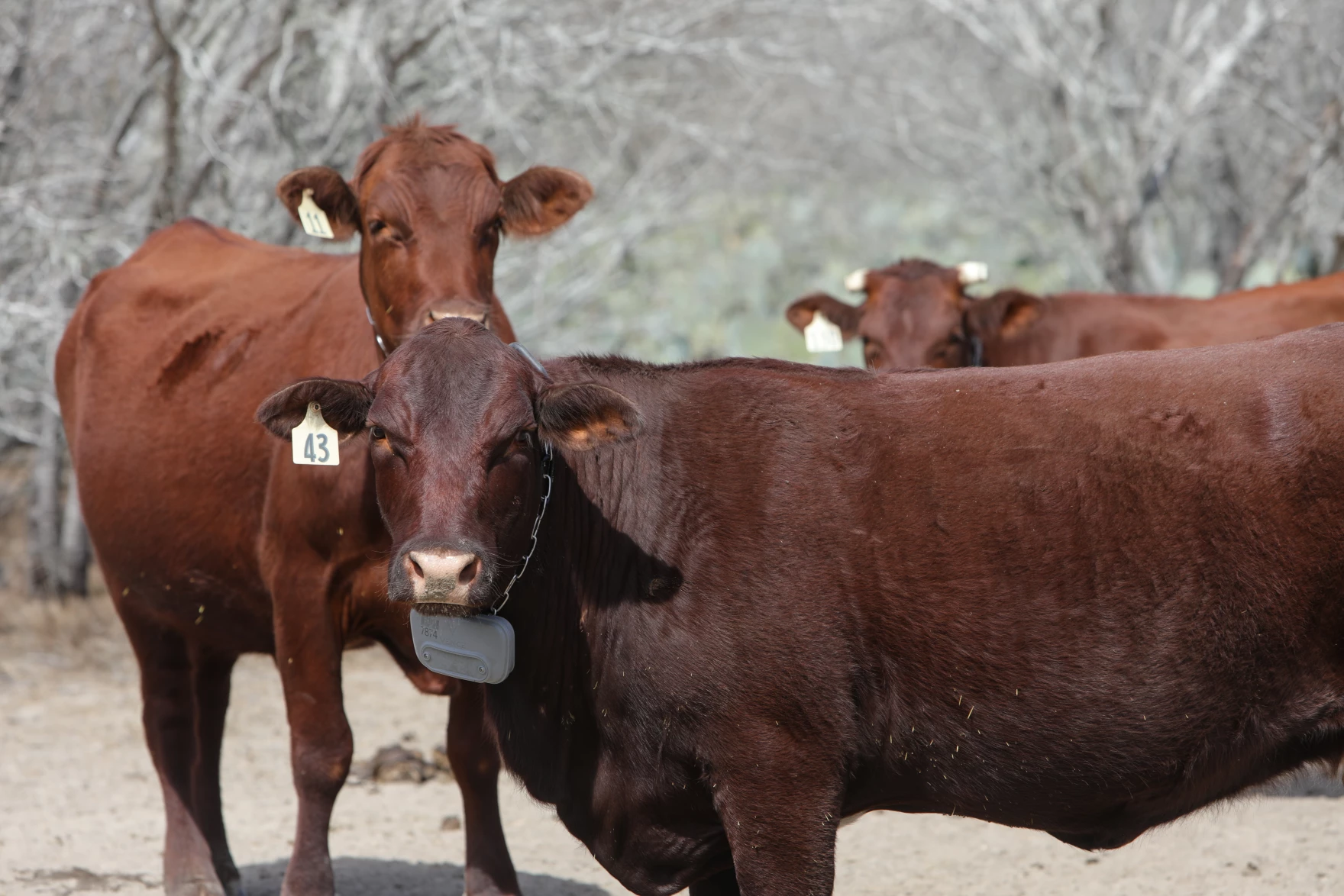 King Ranch Institute uses virtual fence tech to help ranchers navigate potential screwworm outbreak