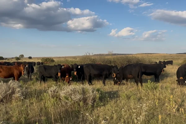 New research and technology hopes to aid in wildfire recovery for Texas cattle ranchers