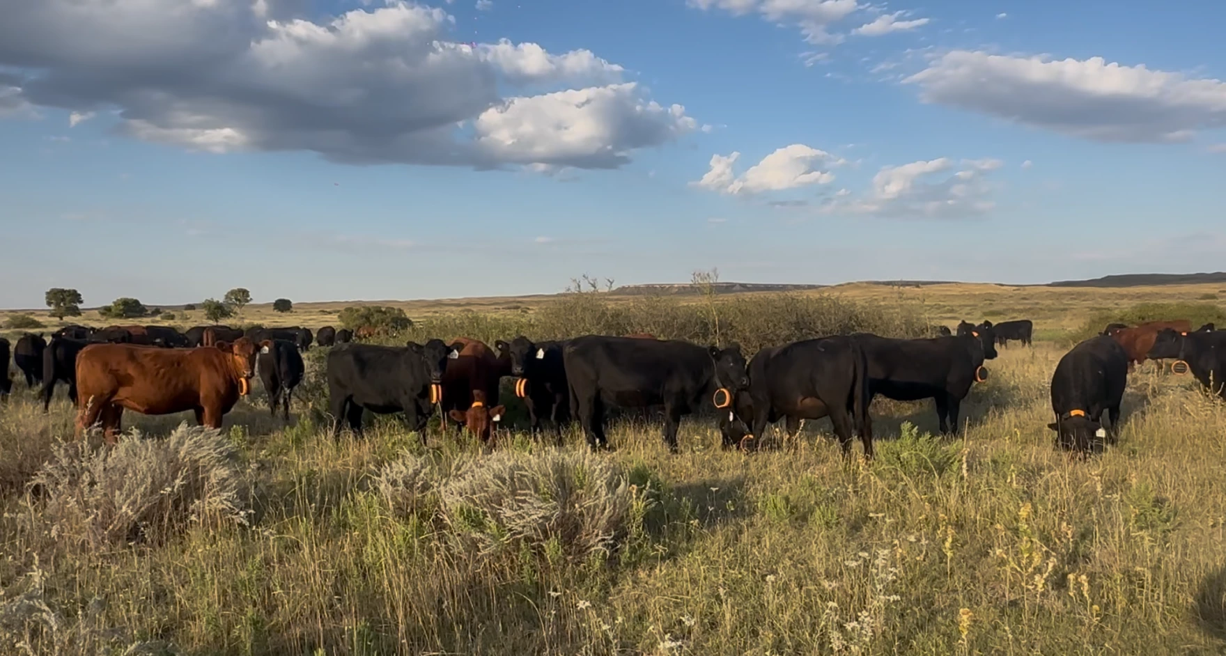New research and technology hopes to aid in wildfire recovery for Texas cattle ranchers
