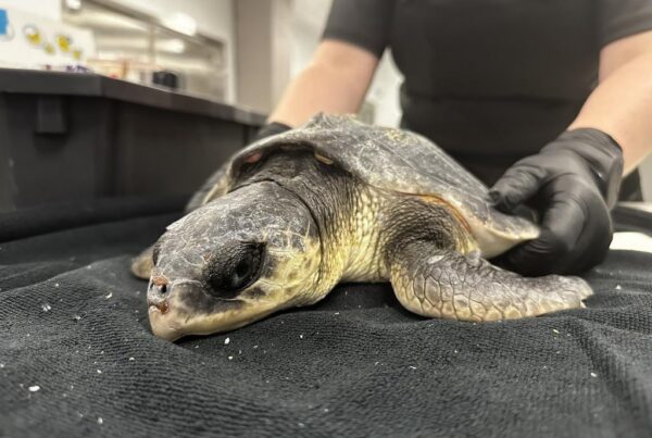 How a Corpus Christi aquarium runs one of the nation’s largest wildlife rescue operations