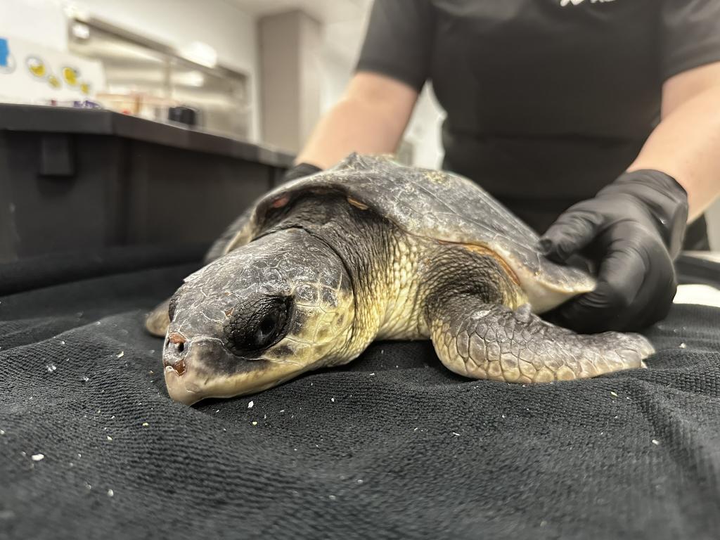 How a Corpus Christi aquarium runs one of the nation's largest wildlife rescue operations