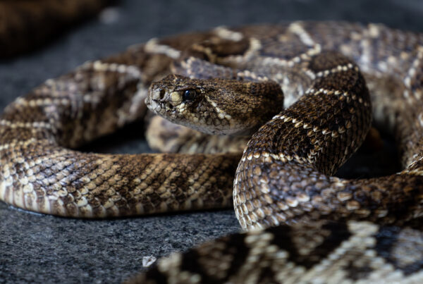 Typewriter Rodeo: The Year of the Snake