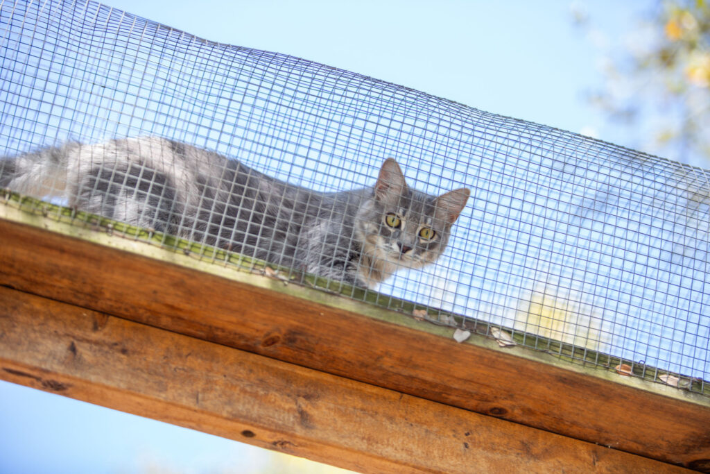 The lifestyles of Austin’s rich and famous (cats)