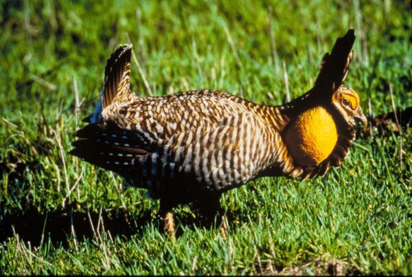 Rare bird rave: The Attwater’s prairie chicken dance kicks off