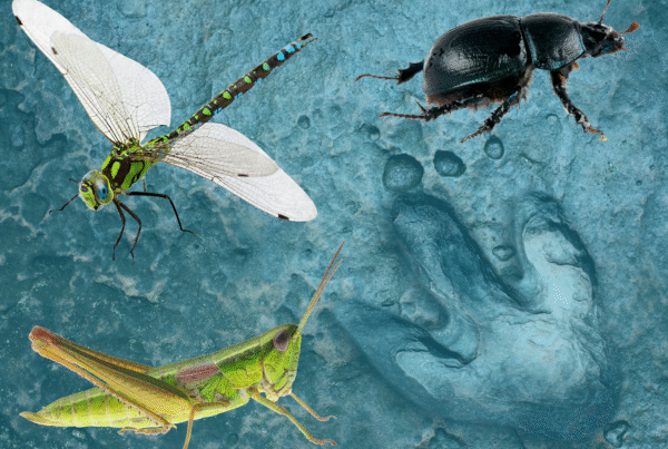 A photo illustration shows a green grasshopper, a colorful dragonfly and a shiny black dung beetle over the image of a dinosaur footprint.
