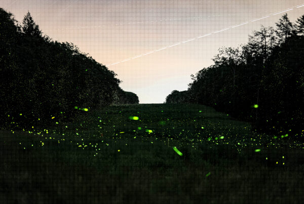 Typewriter Rodeo: Fireflies in April