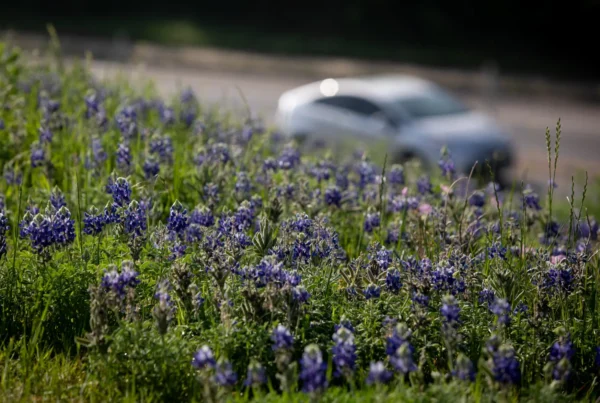 TxDOT unveils new statewide wildflower map in time for Earth Day