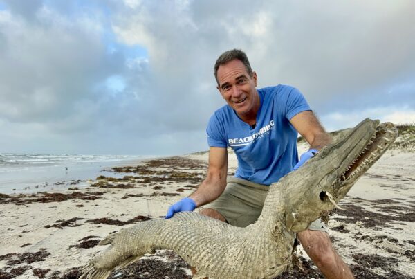 The massive, ‘dinosaur-era’ fish you might find on Texas beaches