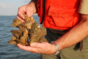 a person wearing an orange vest holding a cluster of oysters with the ocean in the background